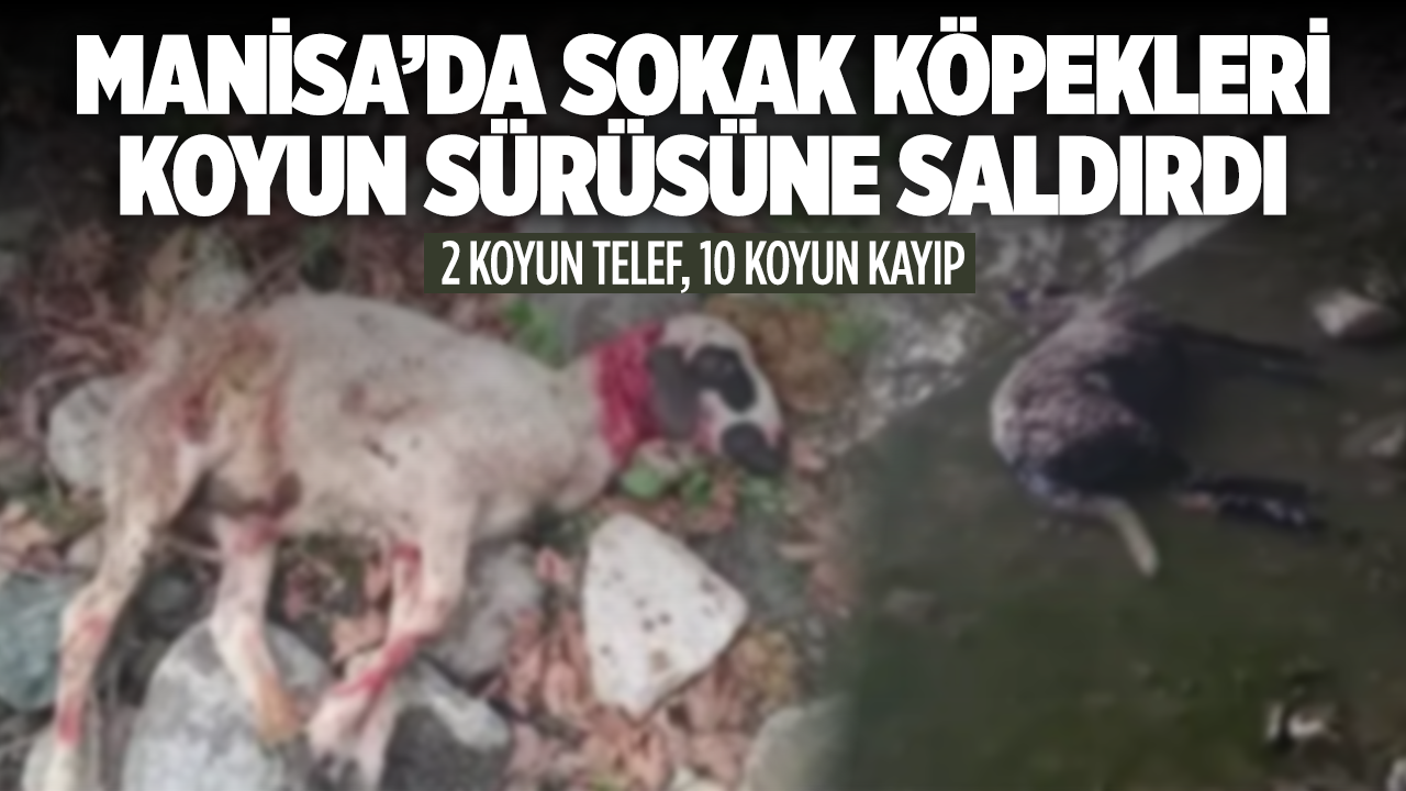 Başıboş Köpekler Sürüye Saldırdı: 2 Koyun Telef, 10 Koyun Kayıp