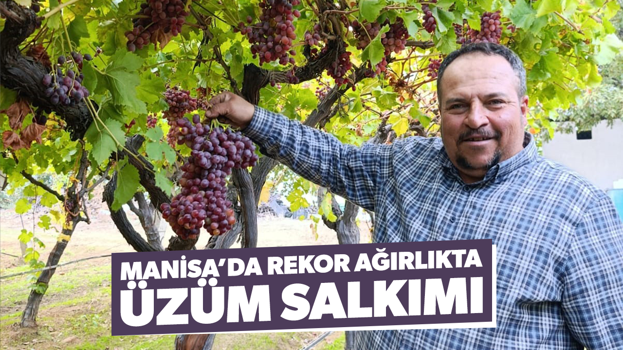 Sarıgöllü üreticiden 1 kilo 740 gramlık üzüm salkımı
