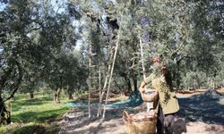 Zeytin alım fiyatları belli oldu...
