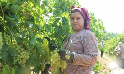 Sarıgöl’den günde 5 tır üzüm ihraç ediliyor