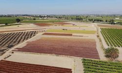 TARİŞ Üzüm Birliği kuru üzüm alım fiyatlarını artırdı