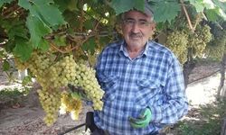 Üzüm salkımları tek tek kontrol ediliyor