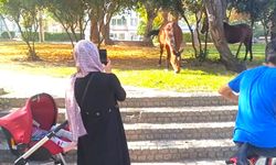 Yılkı atlarını gören cep telefonuna sarıldı
