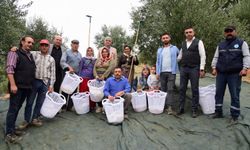 Manisa zeytin hasadında da üreticilerin yanında