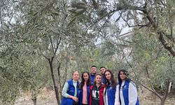 Gördes MYO öğrencilerinden zeytin hasadı