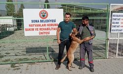 İzmir’de kaybolan köpek Soma’da sokakta bulundu
