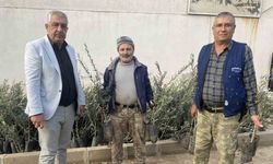 Üzümün başkentinde zeytin alanları artıyor