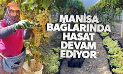Manisa’nın bağlarında kasım ayında da hasat devam ediyor