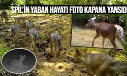 Spil’in yaban hayatı foto kapana yansıdı