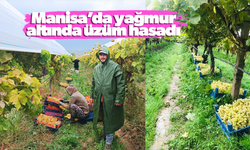 Yağmur altında üzüm hasadı