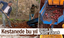 Kestanede bu yıl verim az kalite yüksek