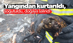 Yangından kurtarıldı, soğutuldu, doğaya salındı