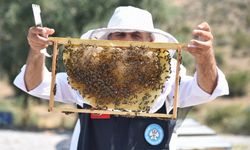 Arıcılara 'kovan' desteği