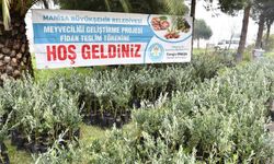Manisa'dan üreticiye bu kez fidan desteği