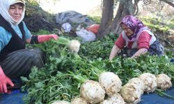 Kış sebzeleri Salihli’de yetişiyor