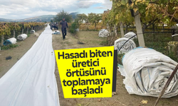 Hasadı biten bağların örtüleri toplanmaya başladı