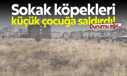 Sokak köpekleri küçük çocuğa saldırdı! Durumu ağır...