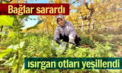 Bağlar sarardı ısırgan otları yeşillendi