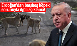 Erdoğan’dan başıboş köpek sorunuyla ilgili açıklama!