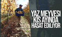 Yaz meyvesi kış ayında hasat ediliyor