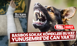 Başıboş sokak köpekleri bu kez Yunusemre'de can yaktı!