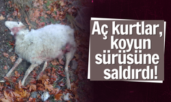 Aç kalan kurtlar, koyun sürüsüne saldırdı!