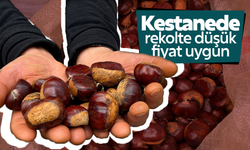 Kestanede rekolte düşük fiyatlar uygun