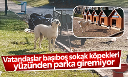 Vatandaşlar başıboş sokak köpekleri yüzünden parka girmeye korkuyor