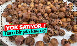 Alaşehir’de şifa kaynağı muşmula yok satıyor