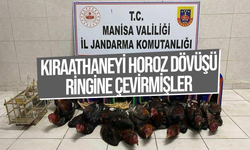 Kıraathaneyi horoz dövüşü ringine çevirmişler