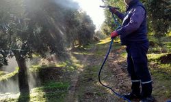 Hasadı biten zeytin bahçelerinde ilaçlama başladı