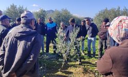 Zeytin budamayı uygulamalı öğrendiler