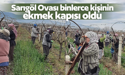 Sarıgöl Ovası binlerce kişinin ekmek kapısı oldu