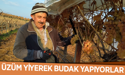 Üzüm yiyerek budak yapıyorlar
