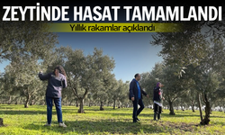 Zeytinin başkenti Manisa'da zeytin hasadı tamamlandı