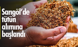 Sarıgöl’de tütün alımlarına başlandı
