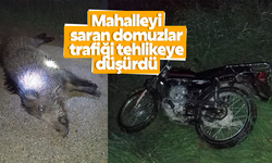 Manisa’da mahalleyi saran domuzlar trafiği tehlikeye düşürdü
