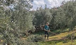 Zeytin budaması ve ilaçlaması devam ediyor
