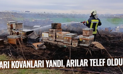 Arı kovanları yandı, arılar telef oldu