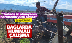 Bağlarda hummalı çalışma
