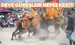 10. Salihli Deve Güreşleri Festivali yapıldı