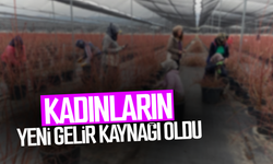 Yaban mersini kadınların yeni gelir kaynağı oldu