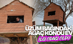 Üzüm bağındaki ağaç kondu ev ilgi odağı oldu