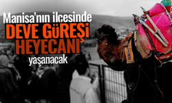 Sarıgöl’de deve güreşleri heyecanı yaşanacak