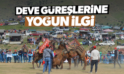 Sarıgöl'de deve güreşlerine büyük ilgi