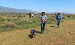 Fermalı av köpekleri 3’üncü kez yarıştı