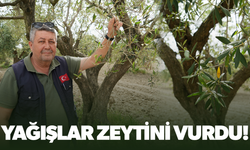 Aşırı yağış zeytini vurdu