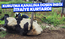 Kurutma kanalına düşen ineği itfaiye kurtardı