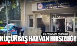 Küçükbaş hayvan hırsızlığı yapan 3 kişi cezaevine gönderildi!