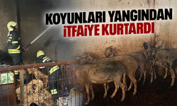 Koyunları itfaiye ekipleri kurtardı